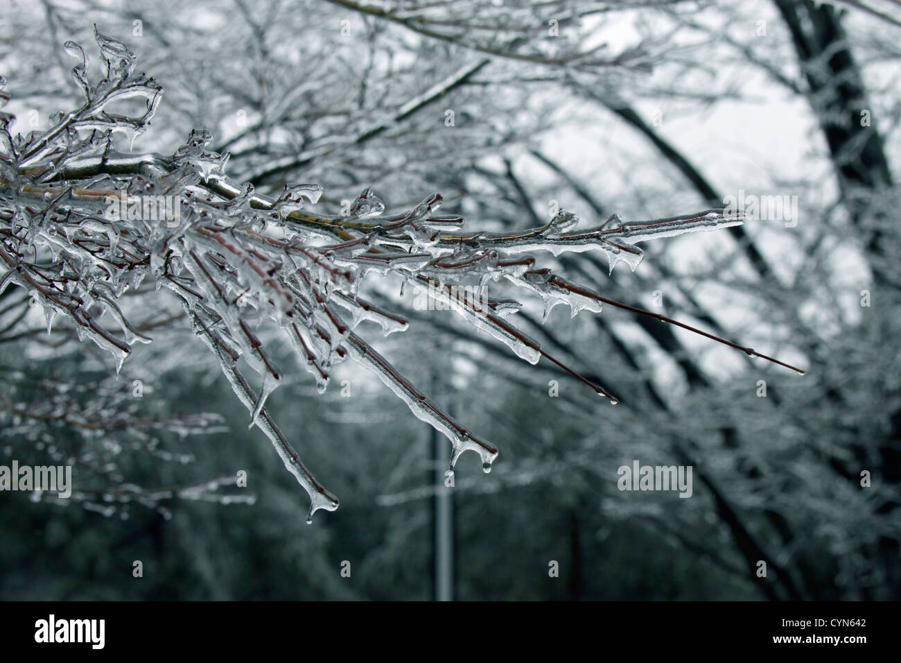 Eis auf einem Baum Yamanashi Japan Glasur Stockfoto