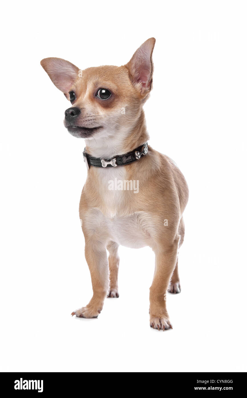 kurzen Haaren Chihuahua vor einem weißen Hintergrund Stockfoto