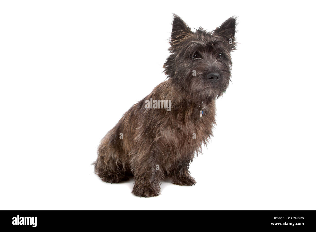 Süße Cairn-Terrier Hund sitzen, auf einem weißen Hintergrund isoliert Stockfoto