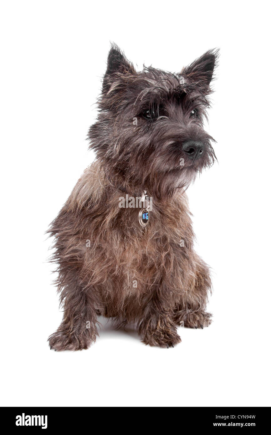 Süße Cairn-Terrier Hund sitzen, auf einem weißen Hintergrund isoliert Stockfoto