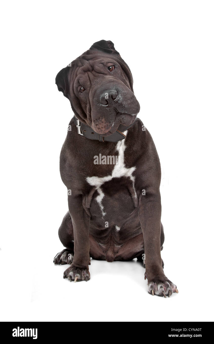 Chinesische Shar-Pei isoliert auf weiss Stockfoto