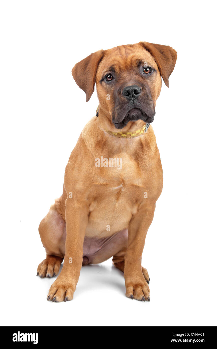Mischlingshund de Bordeaux Dogge Welpe isoliert auf weiss Stockfotografie -  Alamy