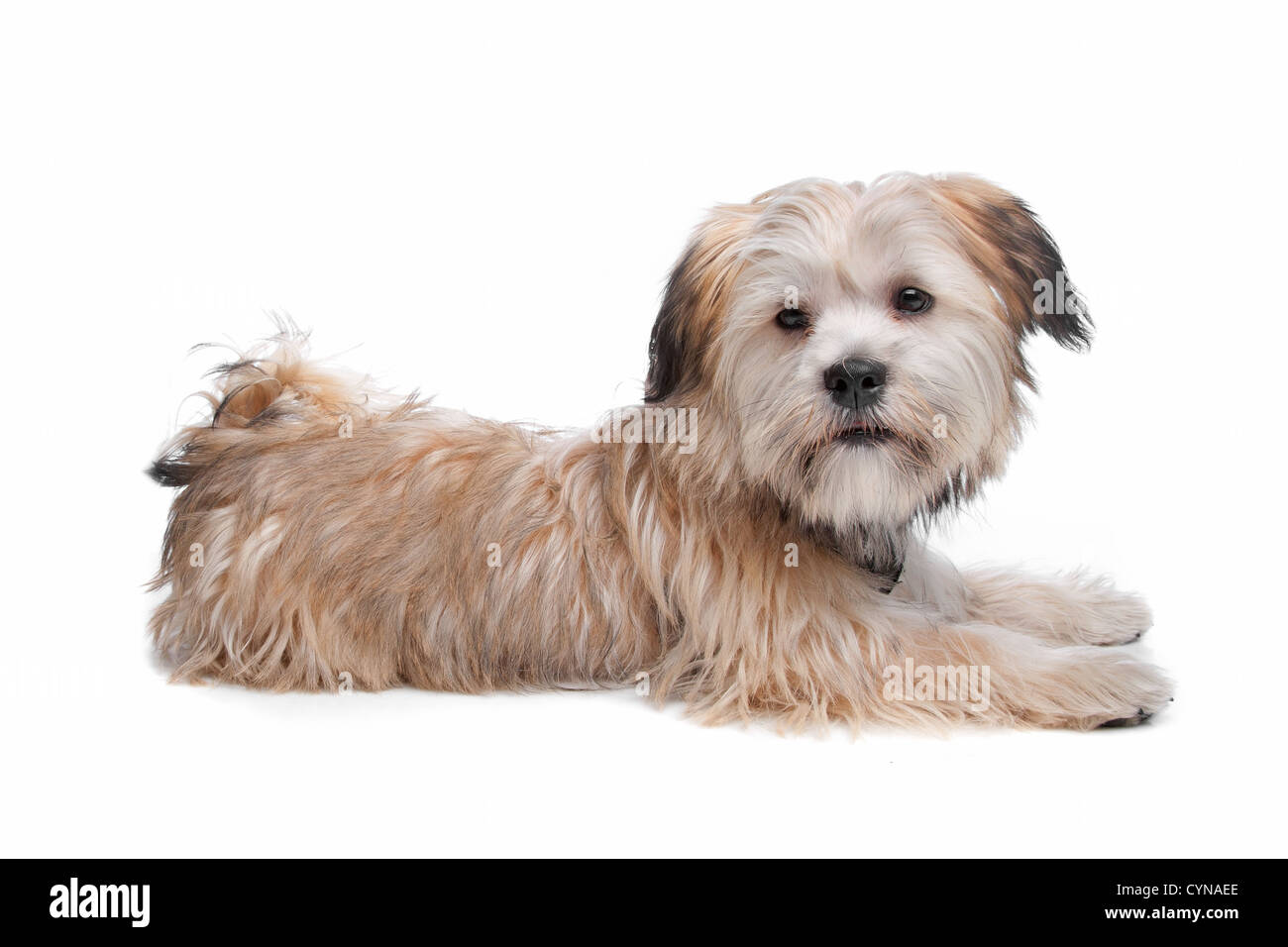 Shih Tzu, Stockfoto