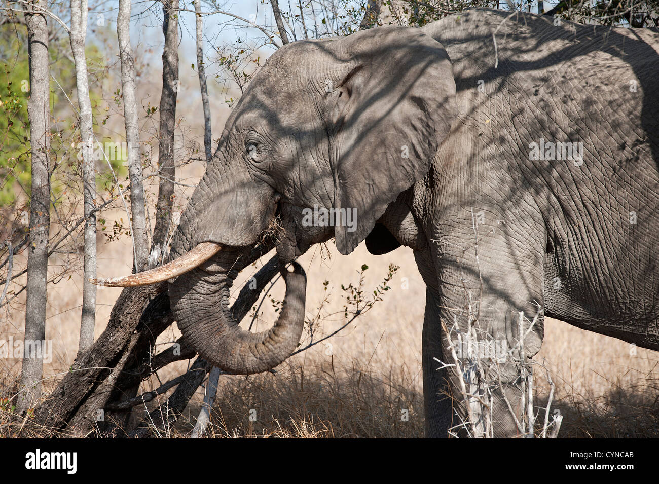 Elefant mit Stoßzähnen, die sich im Schatten ernähren Stockfoto