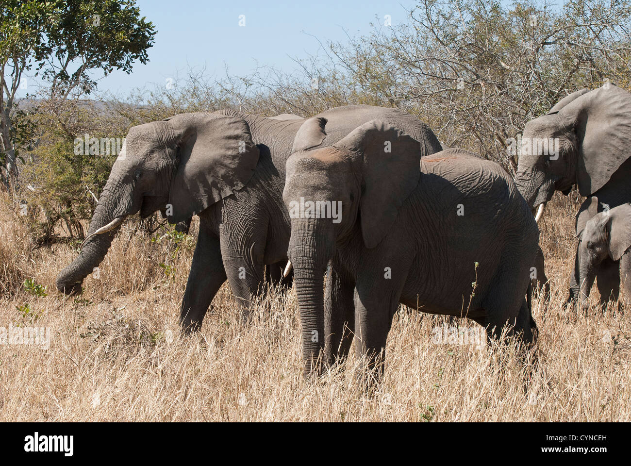 Elefanten im Kruger National Park, Südafrika Stockfoto