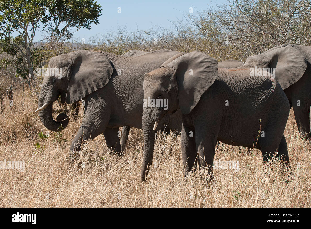 Junge männliche Elefanten im Krüger National Park, Südafrika Stockfoto