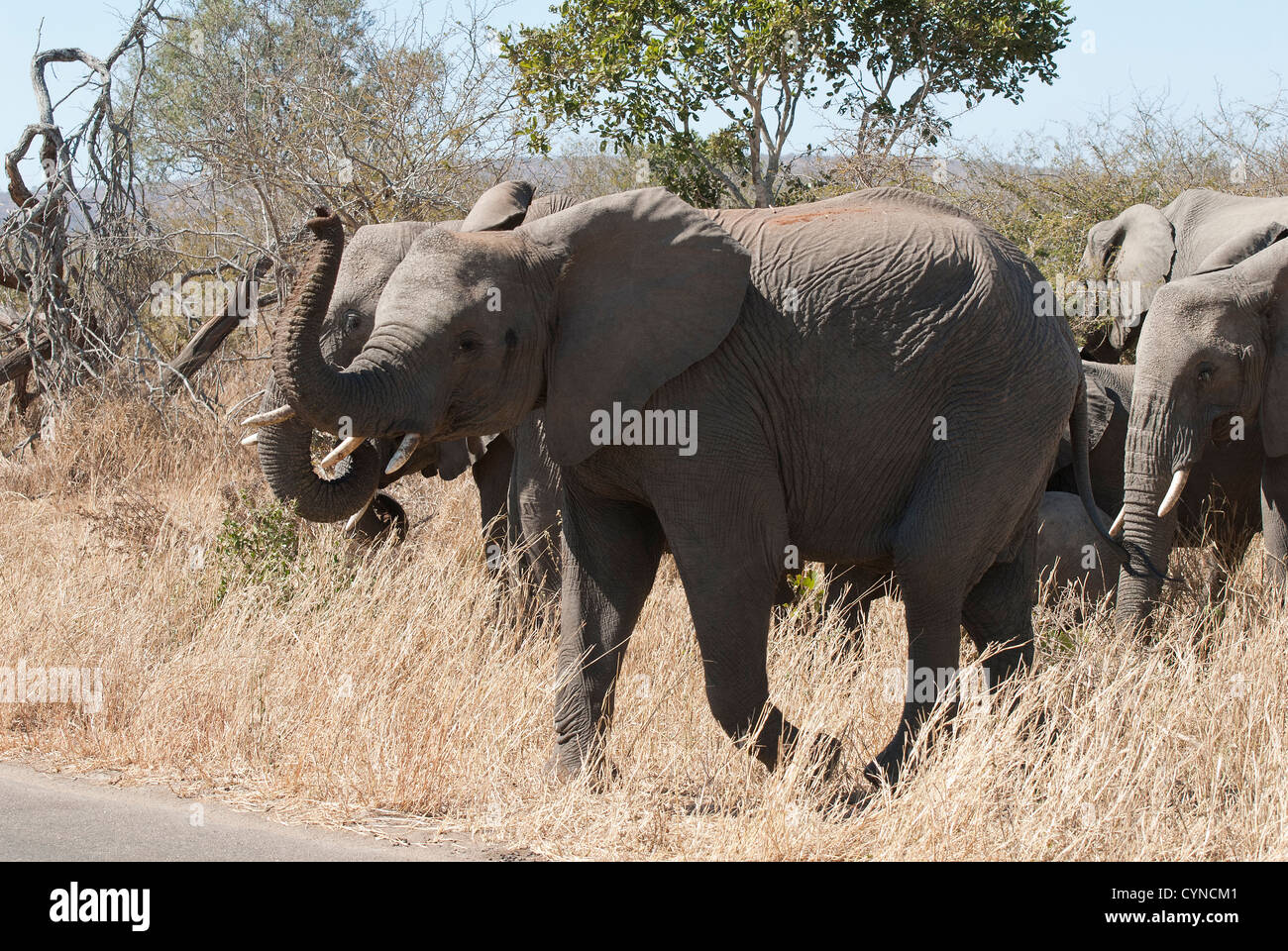 Junge männliche Elefanten in einer Herde, Kruger National Park Stockfoto