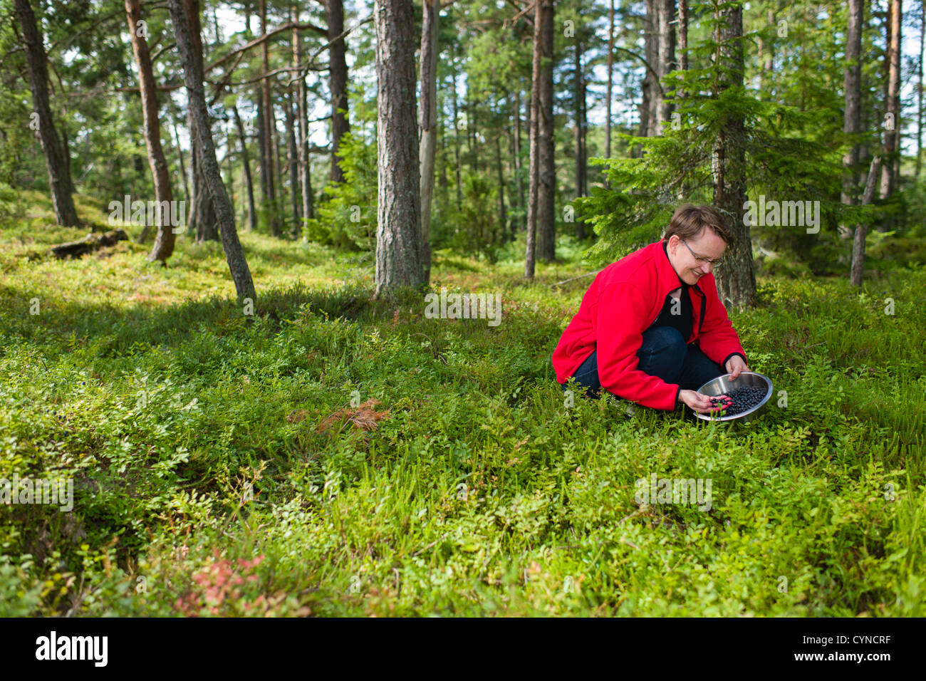 Frau sammeln Heidelbeeren im skandinavischen Wald, Horizont-format Stockfoto