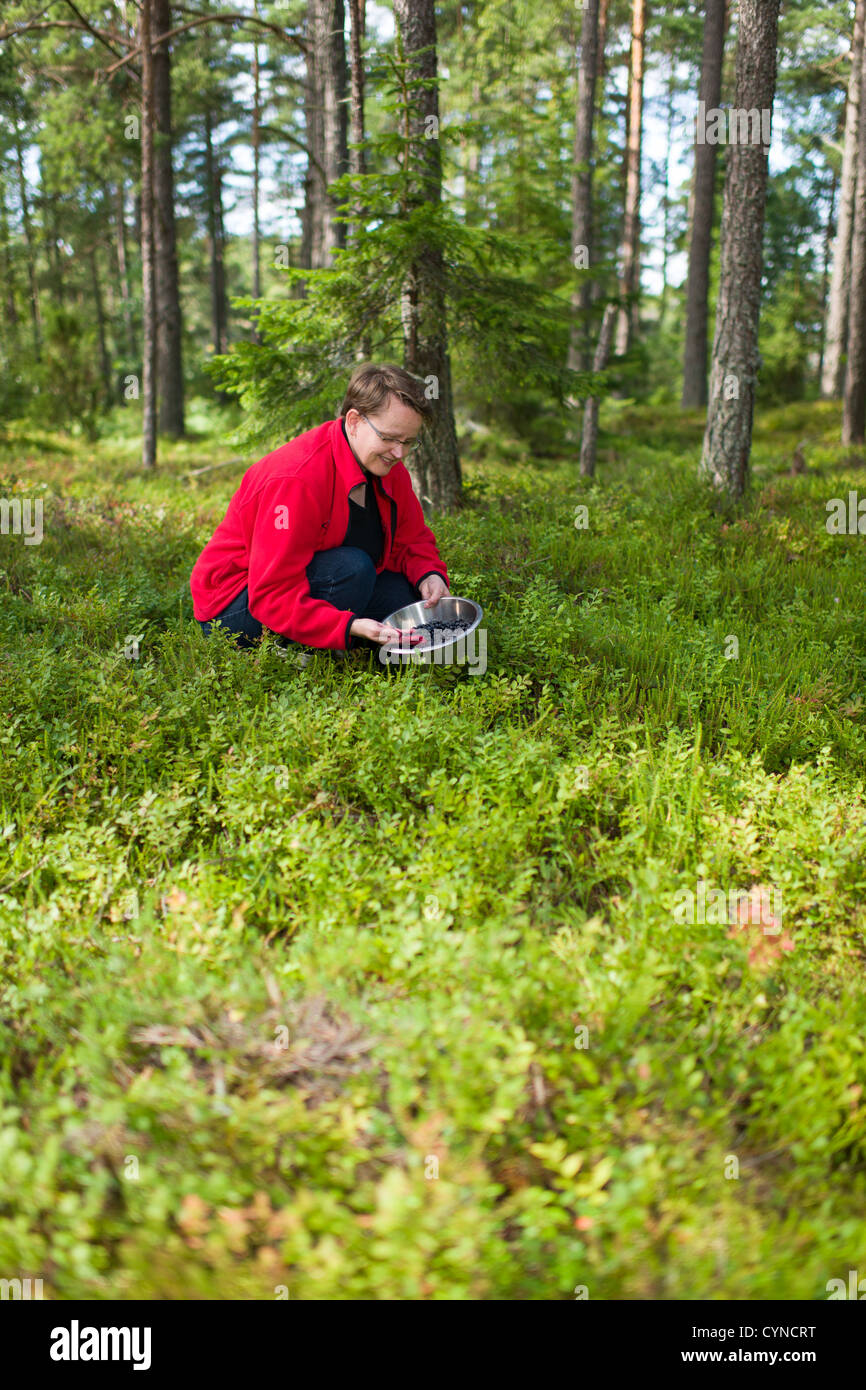 Frau sammeln Heidelbeeren im skandinavischen Wald, Hochformat Stockfoto
