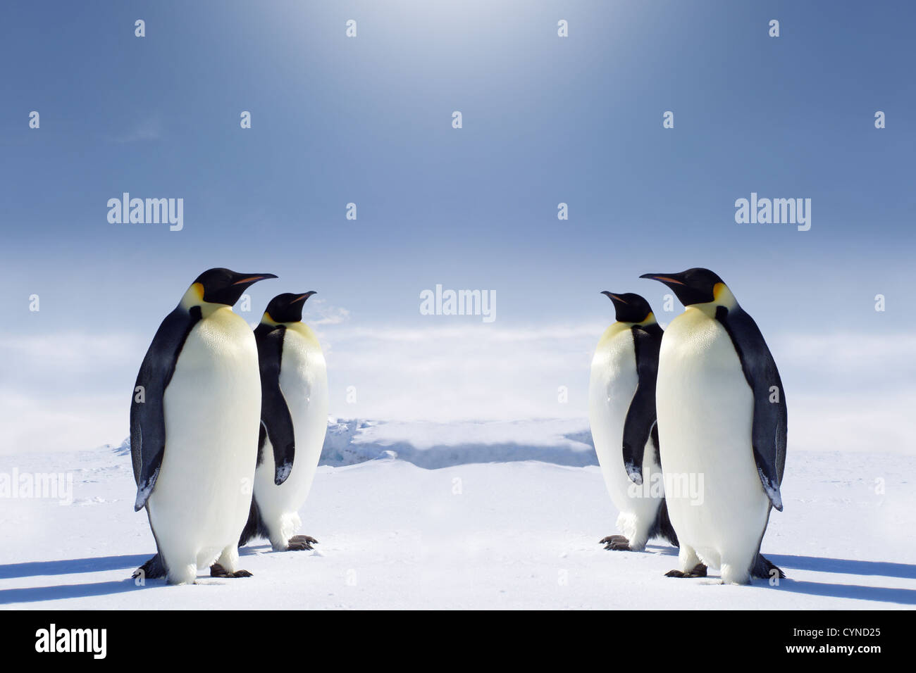 Zwei Paare der Pinguine am Südpol gegenüberstehen. Stockfoto