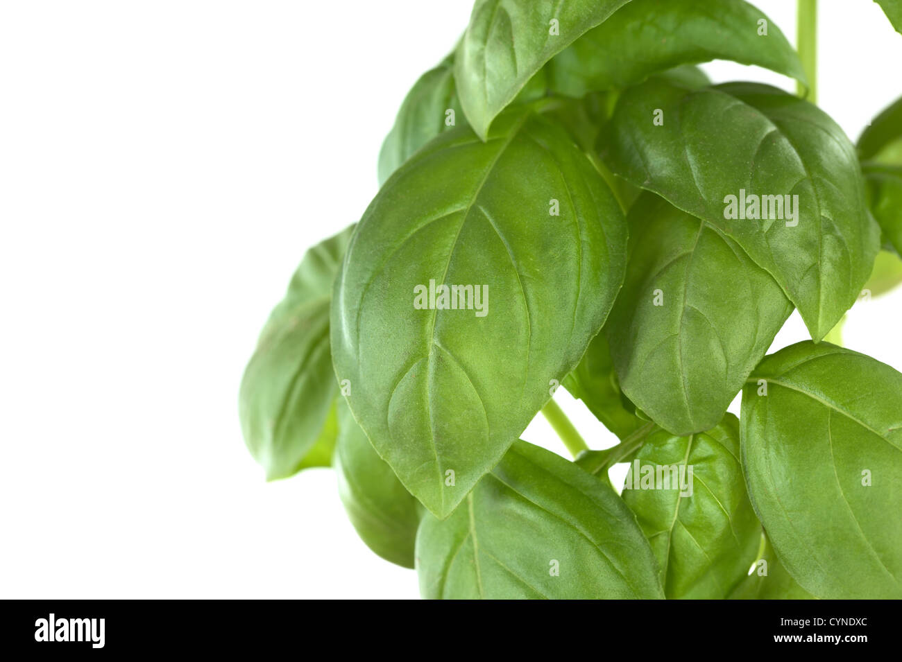 Basilikum (lat. Ocimum Basilicum) Blätter isoliert auf weiss (selektiven Fokus, Fokus auf Teile des großen Blattes in der Mitte) Stockfoto
