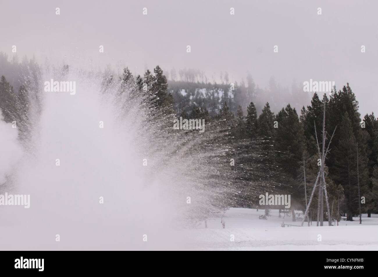 Ein ausbrechender Geysir im Yellowstone im Winter. Jeder Tropfen af Heißwasser hinterlässt eine Spur von Dampf in der Kälte Einfrieren Luft. Stockfoto