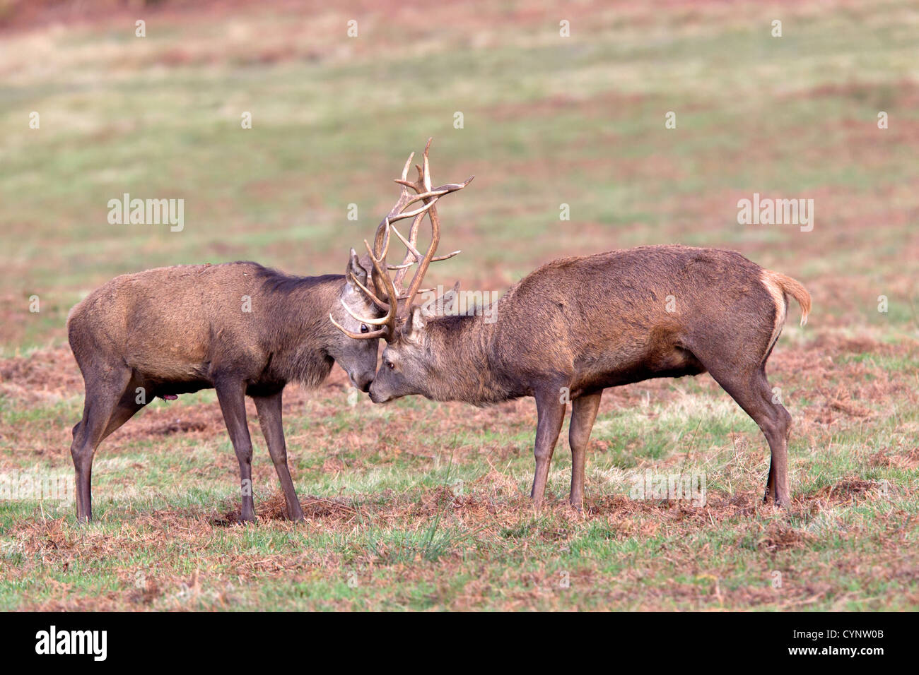 Juvenile Rotwild Hirsch kämpfen Stockfoto