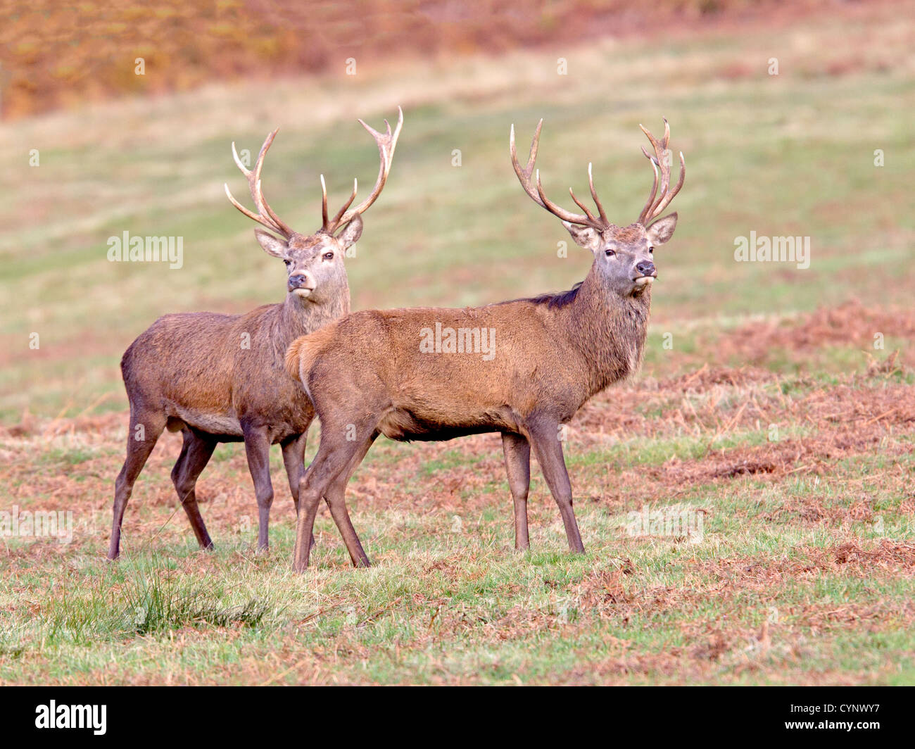 Juvenile Rotwild Hirsch Stockfoto