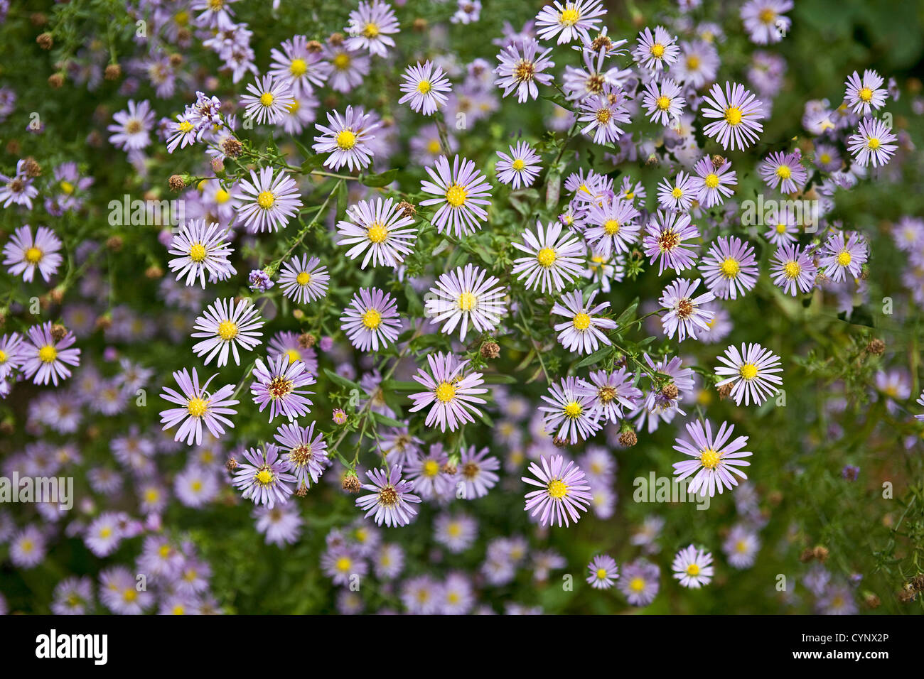 Garten Blumen Daisy Blütenblätter Chrysanthemum coccineum Stockfoto