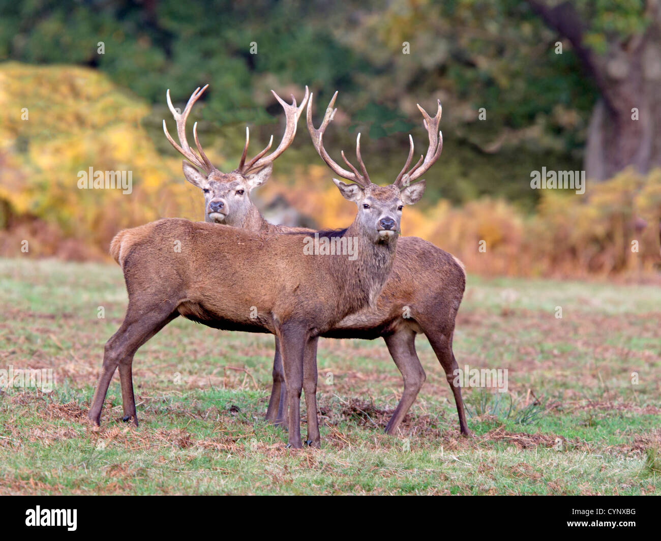 Juvenile Rotwild Hirsch Stockfoto