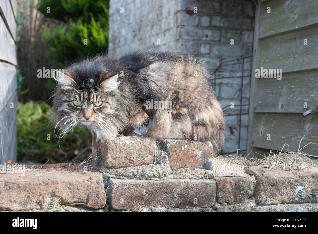 gmle2109 6101 wilde Katze sitzt auf einer Mauer in die Kamera schaut Stockfoto
