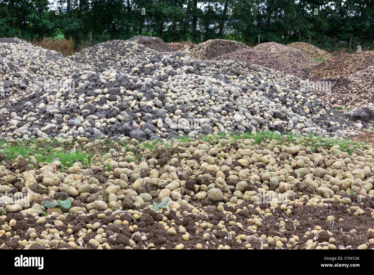 Ein Haufen von Fäulnis beschädigt Kartoffeln Stockfoto