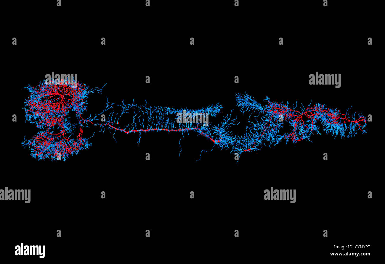 Neuronen von Caenorhabditis Elegans, eine freilebende transparent Nematode (Fadenwurm), ca. 1 mm in der Länge. Stockfoto