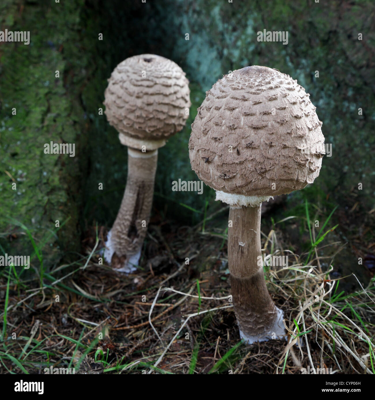 Pilze, Wanderungen, Brecon Beacons, Wales, UK Stockfoto