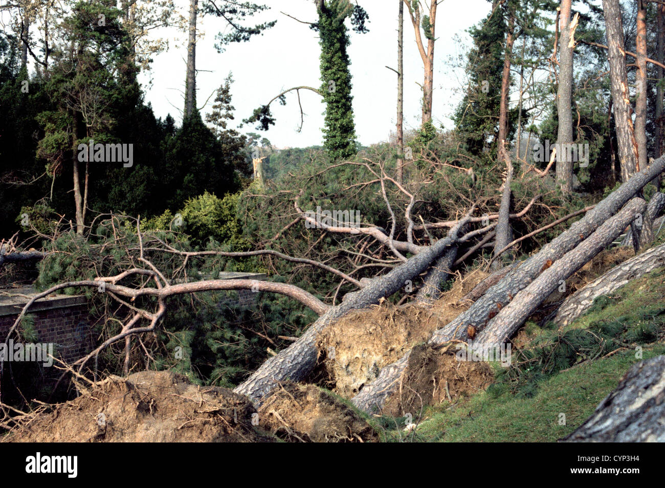 Schäden an den Bäumen im Alexandra Park, Hastings, während der Hurrikan, der im Süden am 15. Oktober 1987 gefegt. Stockfoto