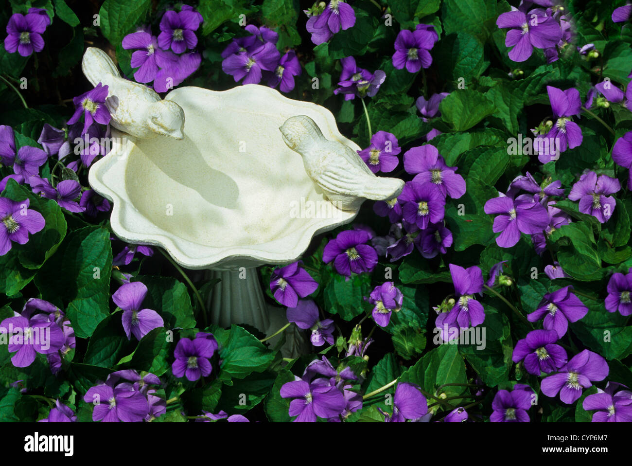 Nahaufnahme farbenfrohe Lavendelfrühlingsvioletten, Viola sororia und ein kleines weißes Vogelbad, New Jersey, USA, US, American, Veilchen Viola sororia Stockfoto