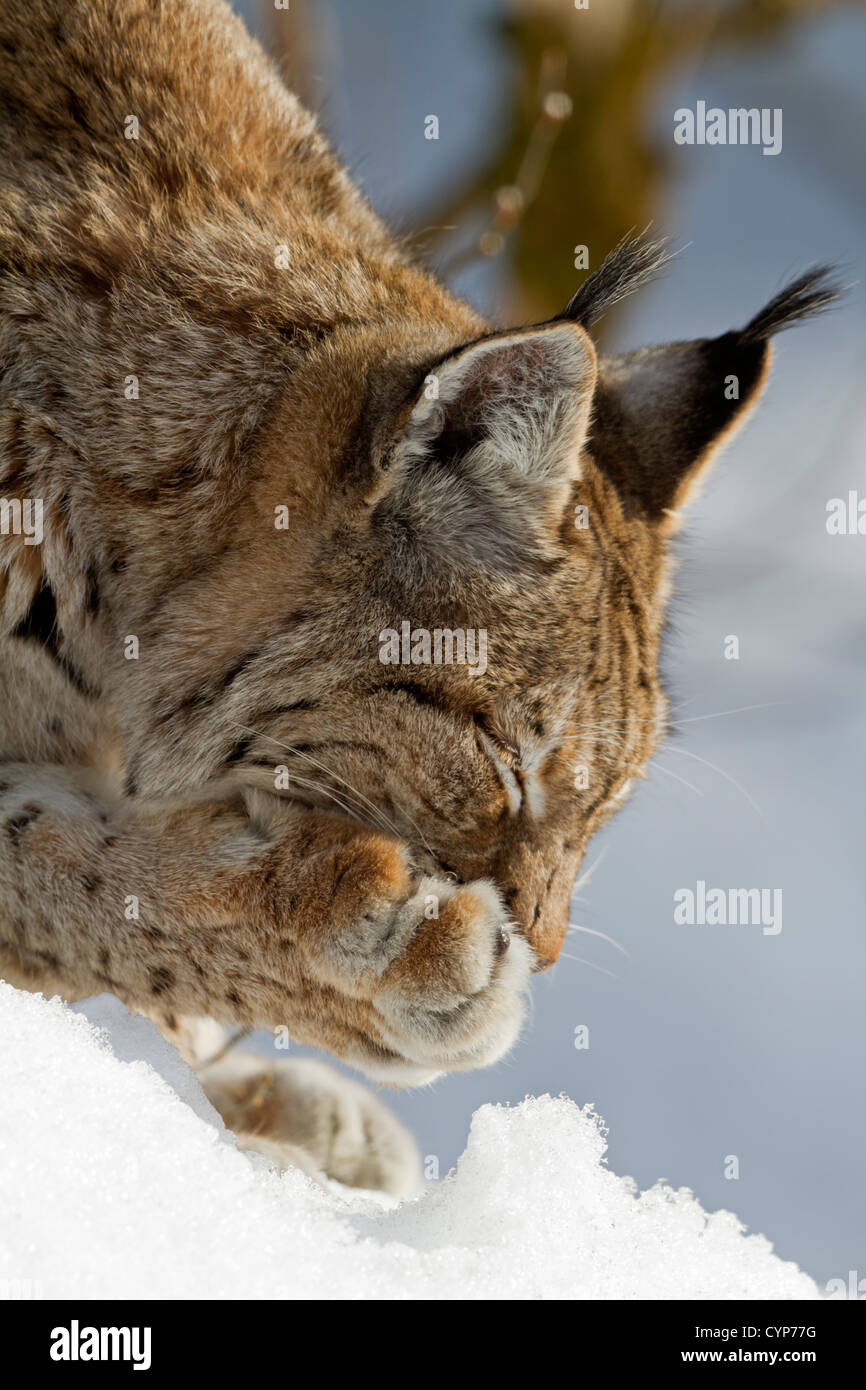 Luchs im Schnee / Lynx Lynx Stockfoto