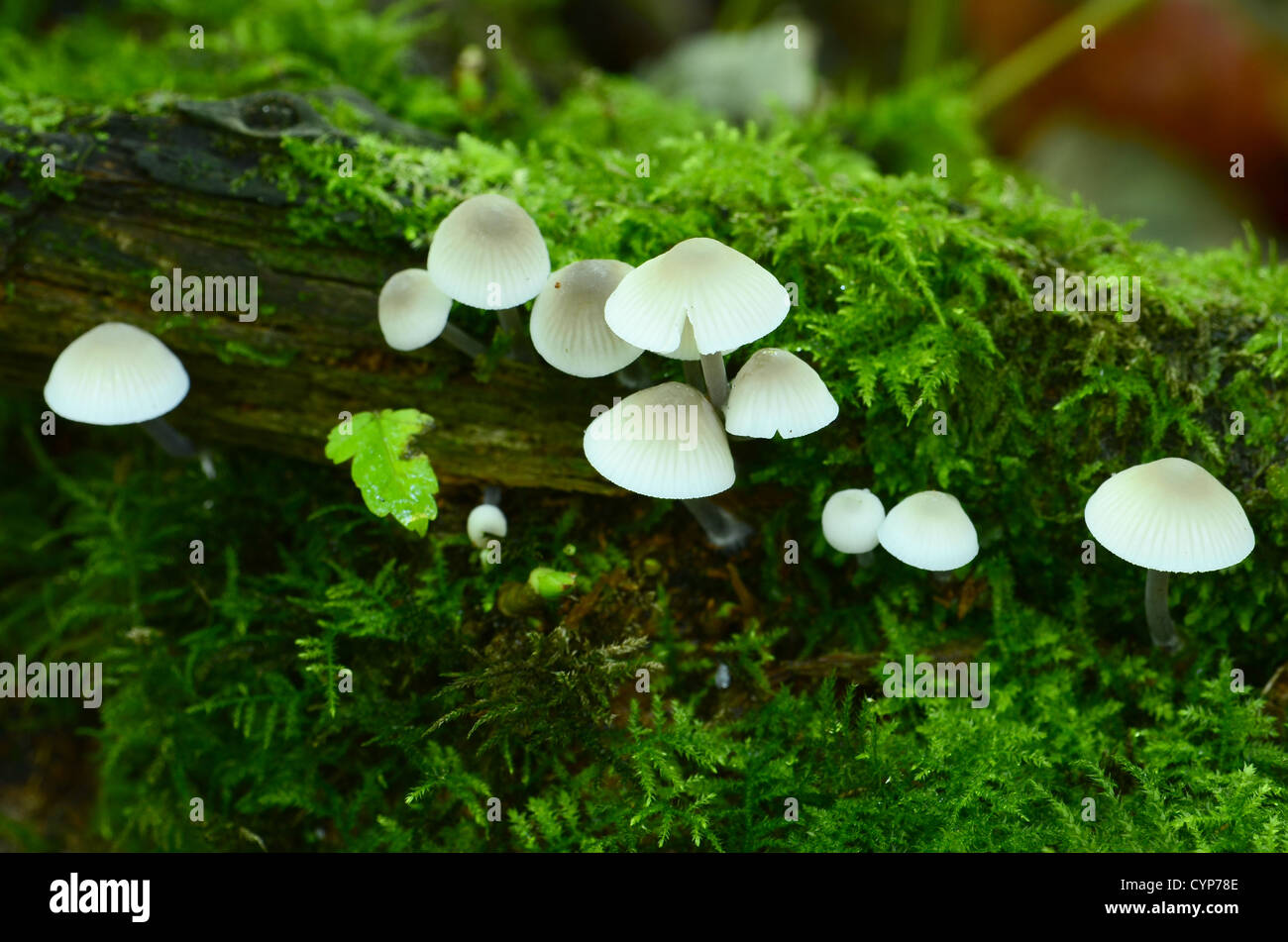 Pilze auf Moos bedeckten Baumstamm Stockfoto