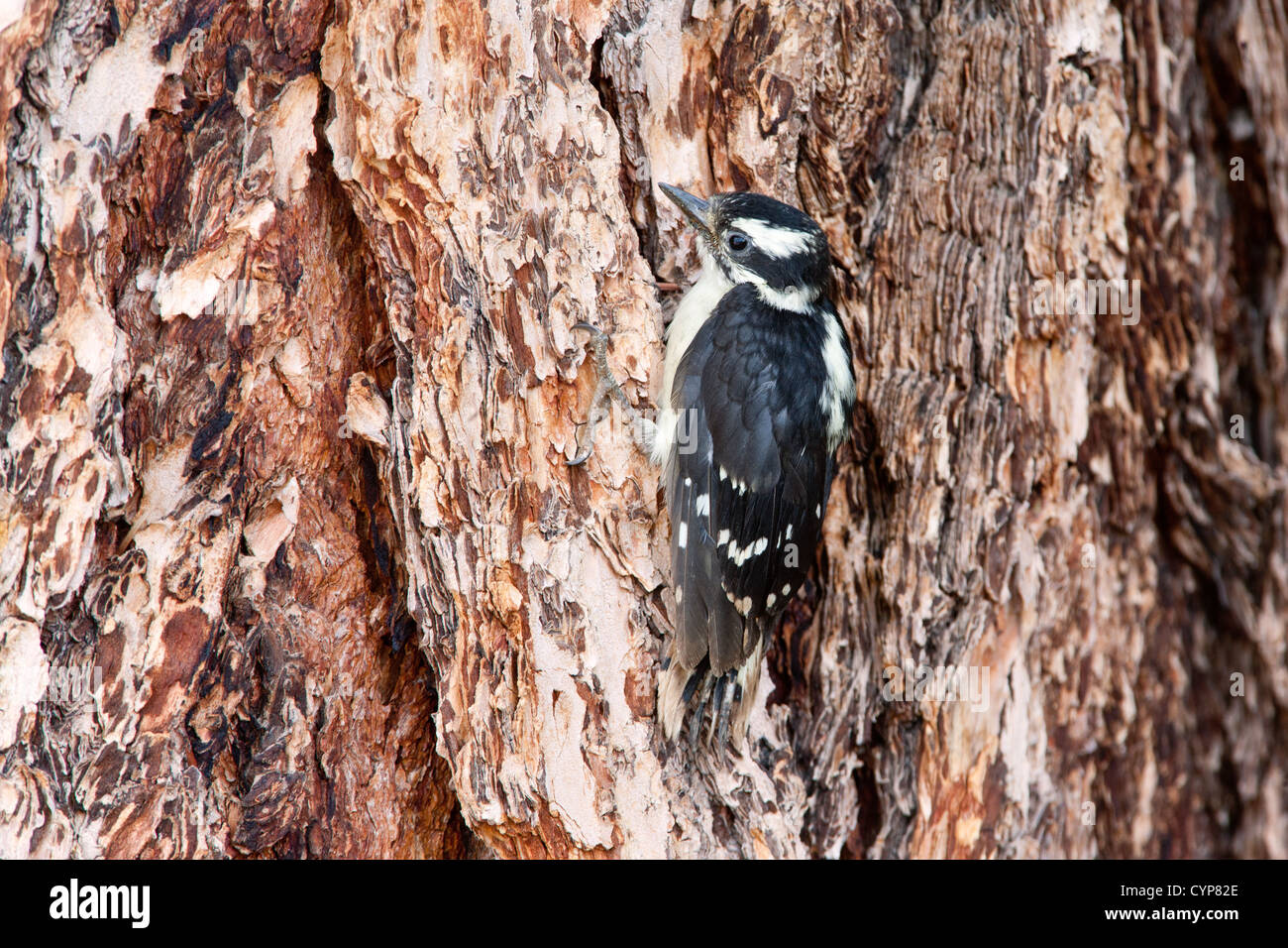 Ein aufstrebender Downy-Woodpecker-Vogel-Pizide klammert sich an Spruce Tree Stockfoto