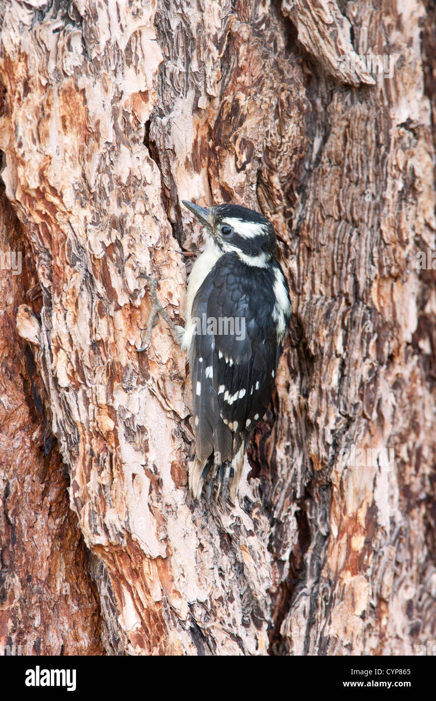 Ein aufstrebender Downy-Woodpecker-Vogel, der sich an Spruce Tree festhält Stockfoto