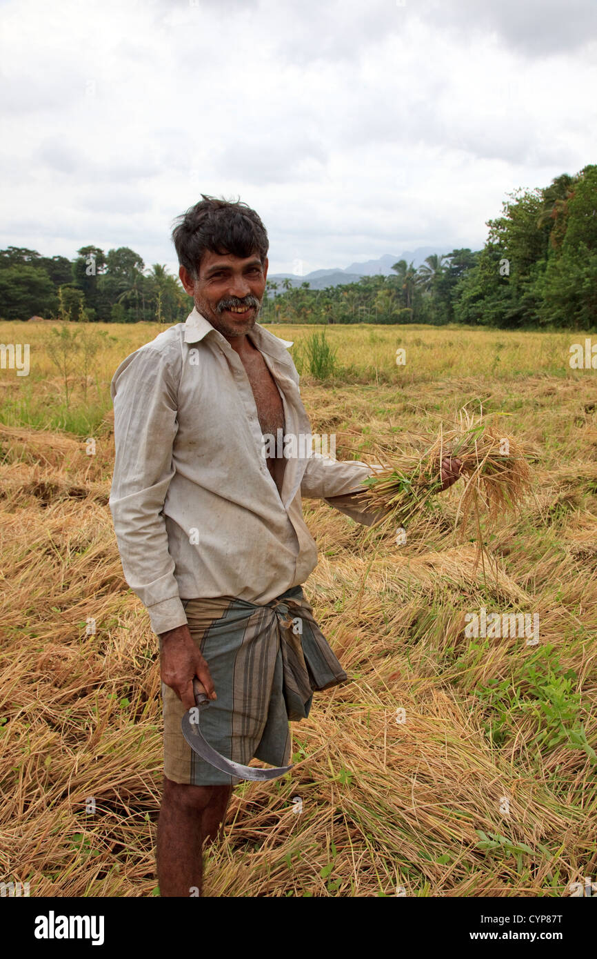 Lokale Dorfbewohner aus Sri Lanka Reis aus den Reisfeldern mit einer kleinen Sichel Ernte. Stockfoto