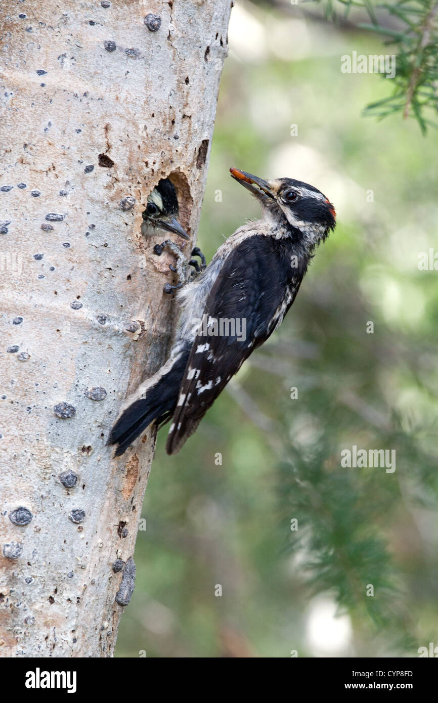 Wilde Spechte Specher Spechvögel Picidae in Nest Vertical Stockfoto