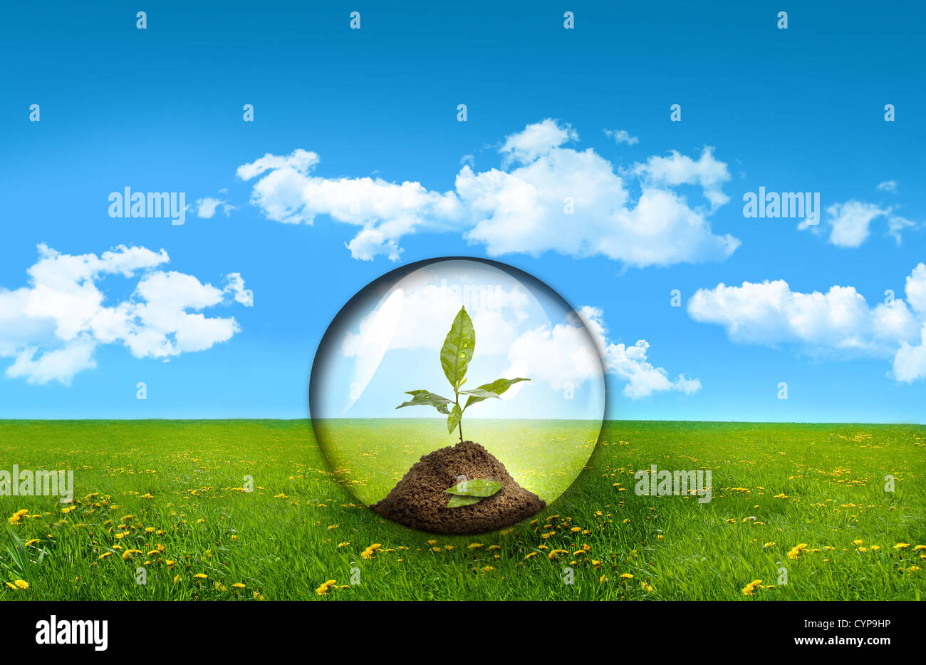 Glaskugel mit Pflanze in einem Feld Gras Stockfoto