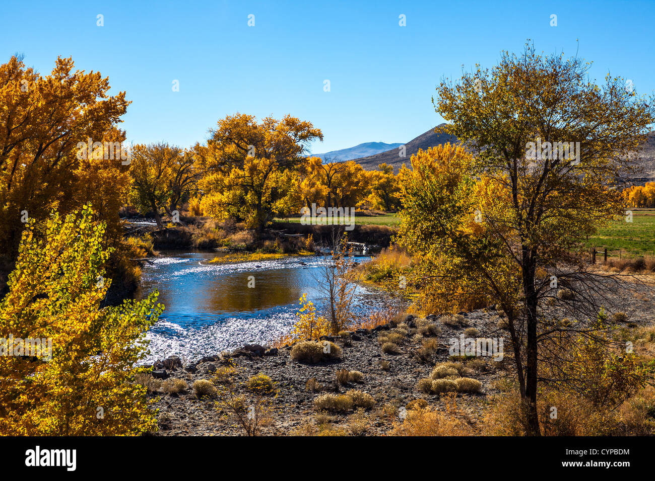Herbstfarben entlang der Truckee River im nördlichen Nevada Stockfoto