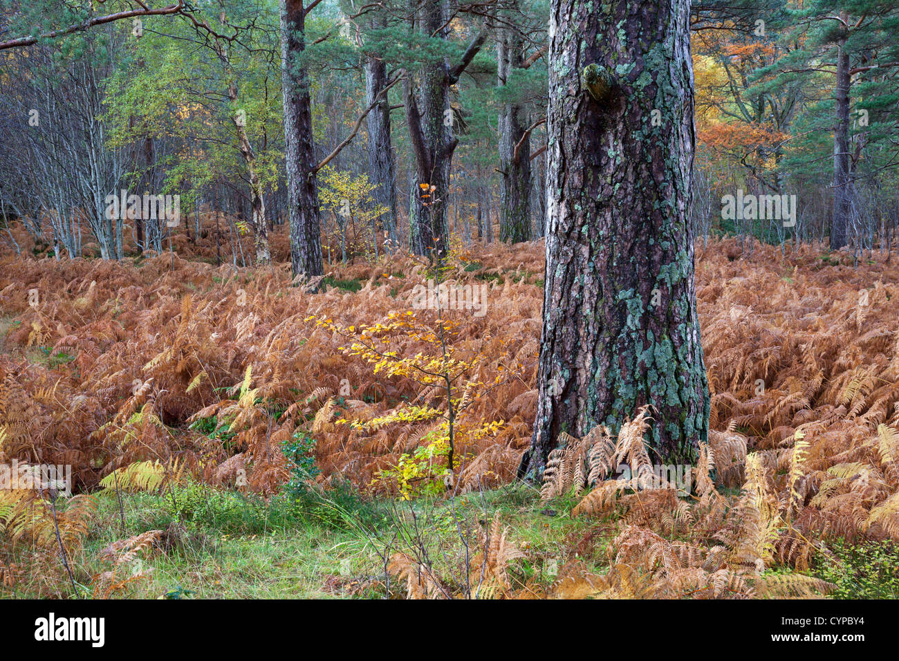 Caledonian Kiefer Pinus Sylvestris mit Birke Bäumchen wachsen daneben, Glen Torridon Scotland UK Stockfoto