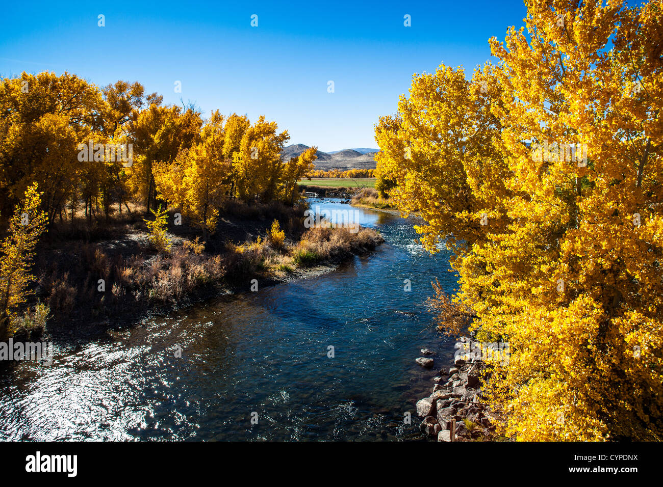 Herbstfarben entlang der Truckee River im nördlichen Nevada Stockfoto