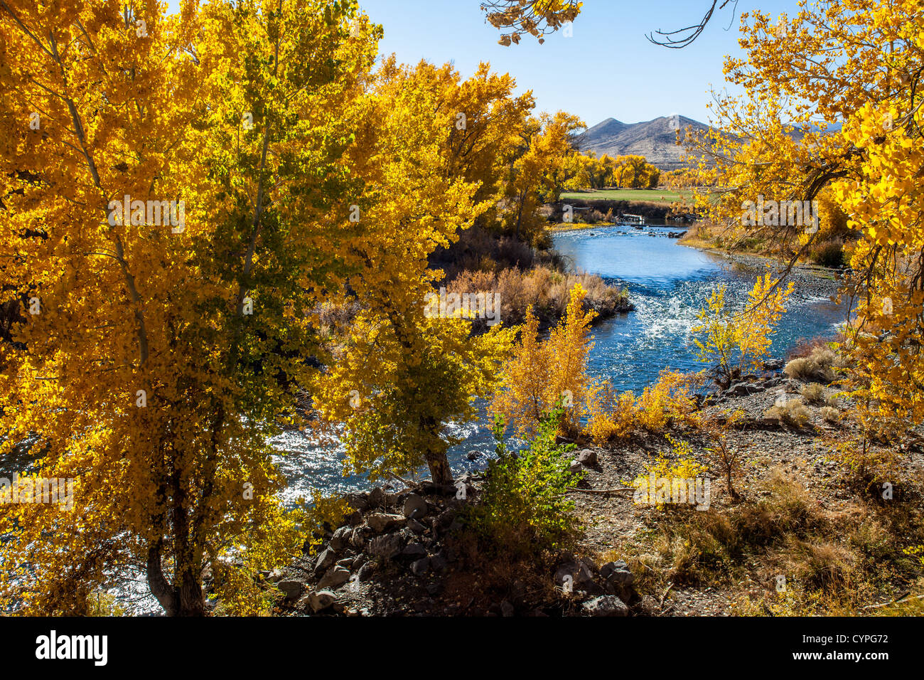 Herbstfarben entlang der Truckee River im nördlichen Nevada Stockfoto