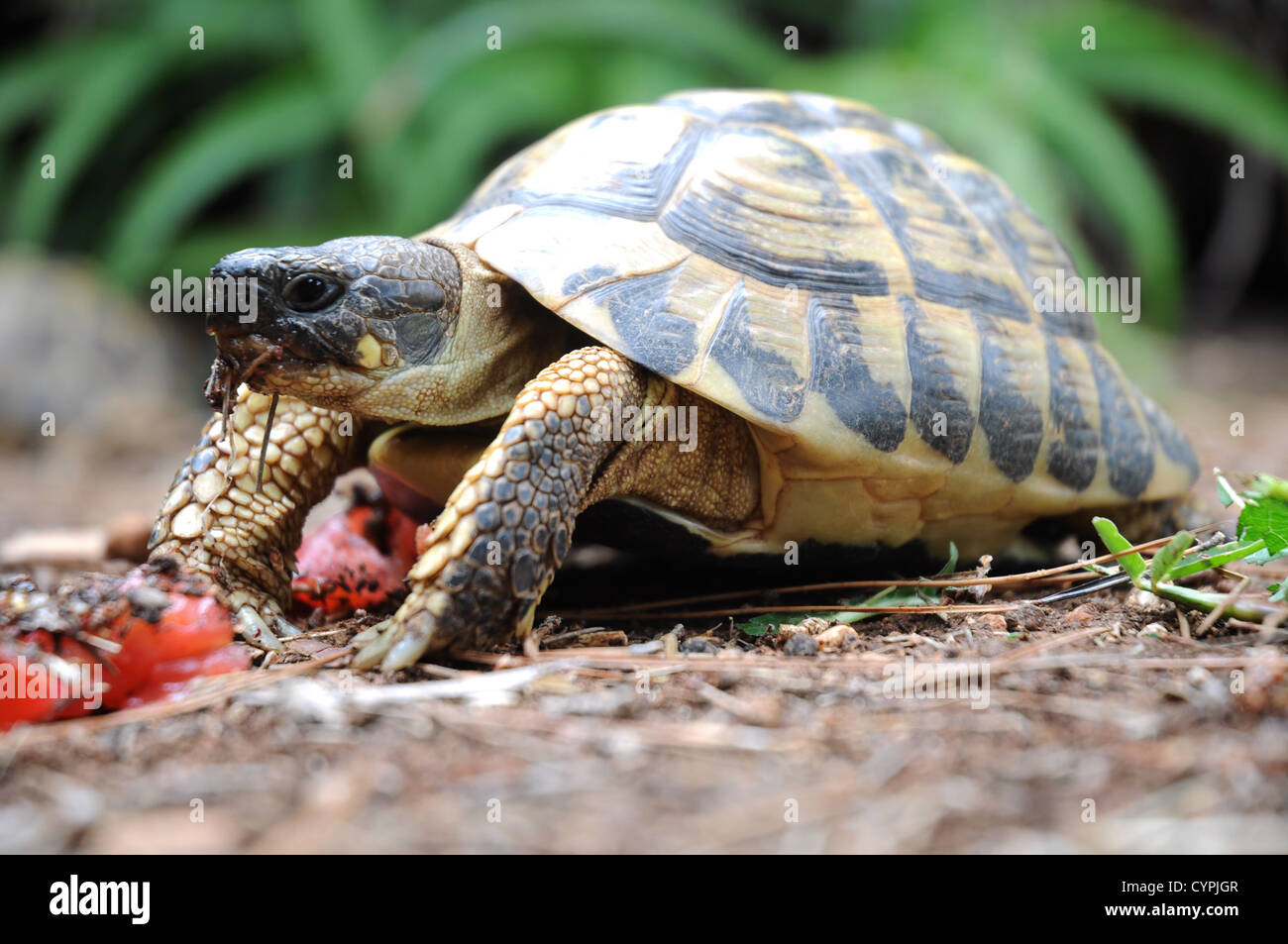 Hilflose Schildkrote Stockfotos Und Bilder Kaufen Alamy