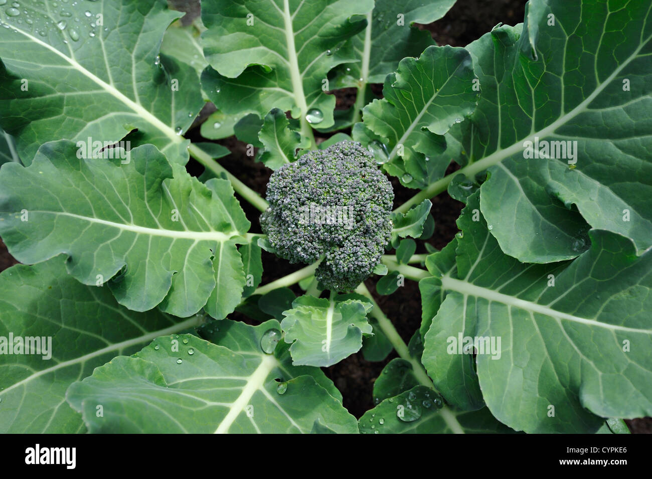 Junge lila Brokkoli Pflanze in einem vorstädtischen Garten Stockfoto