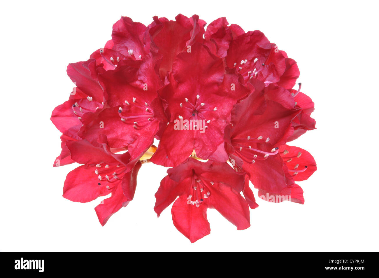 Blühende rote Blume isoliert auf weiss Stockfoto