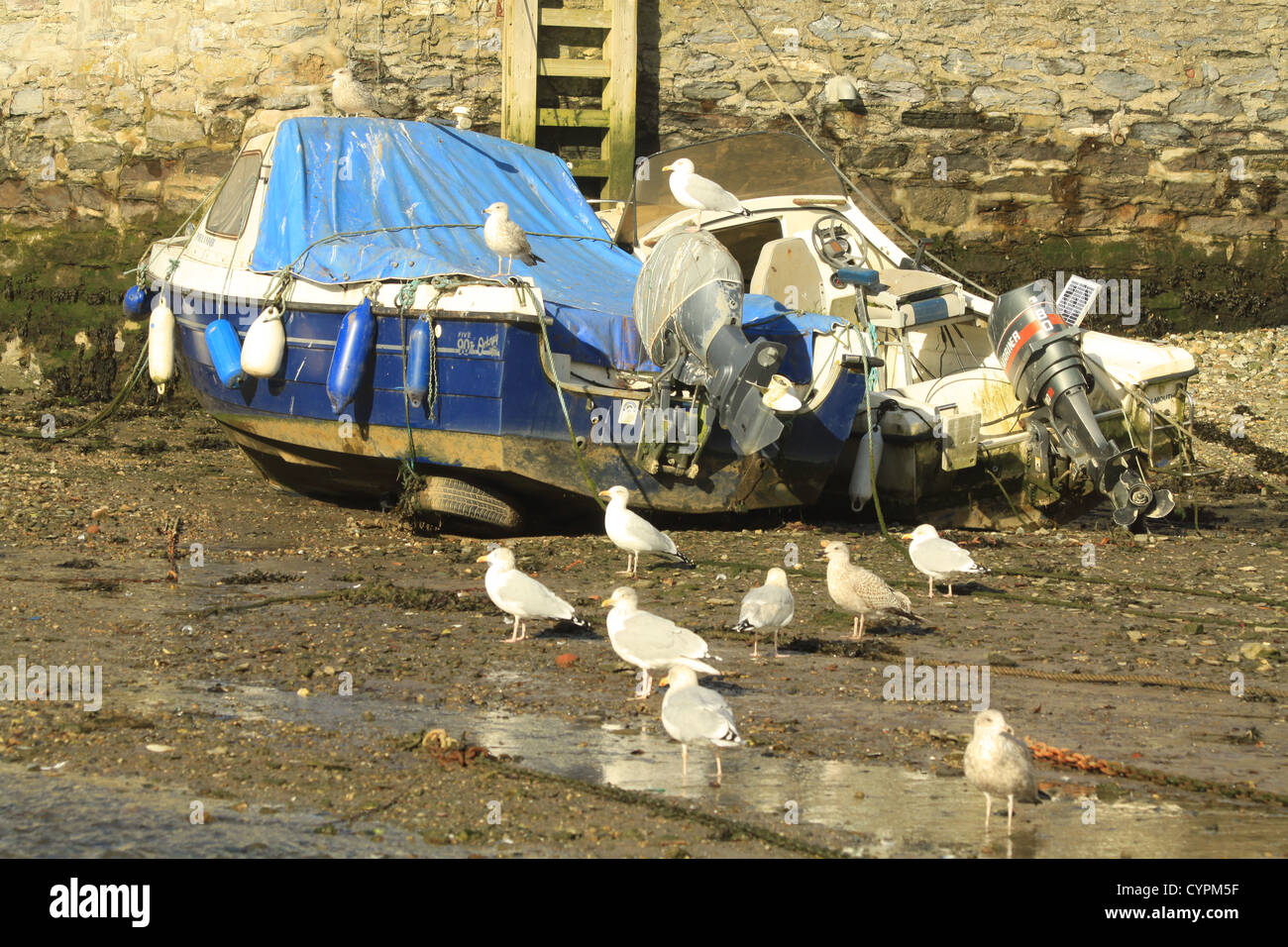 Möwen auf Booten im Hafen, Gezeiten, Polperro, Cornwall, England Stockfoto