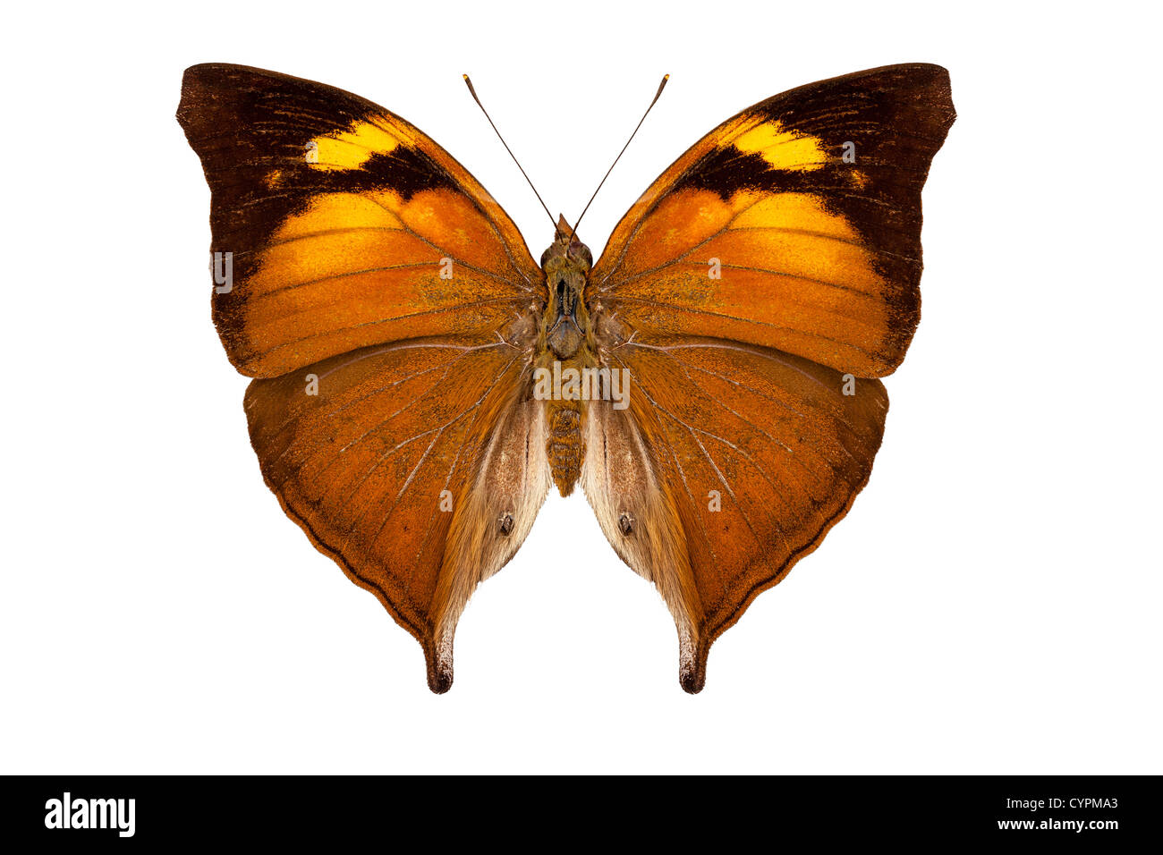 Schmetterling Arten Doleschallia Bisaltide Pratipa isoliert auf weißem Hintergrund Stockfoto