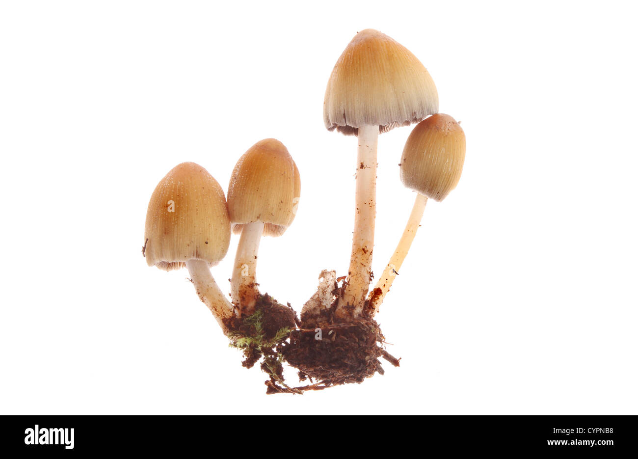 Gruppe der Pilz Pilze isoliert gegen weiß Stockfoto