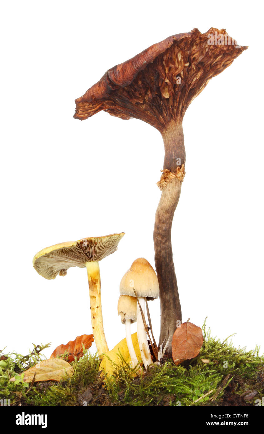 Gruppe von verschiedenen Arten von Pilz Pilze wachsen in Moss, Boden und Blatt Wurf vor einem weißen Hintergrund Stockfoto
