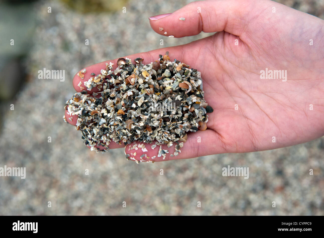 Hand, die zerkleinerte Muscheln am Strand, Tiree. Stockfoto