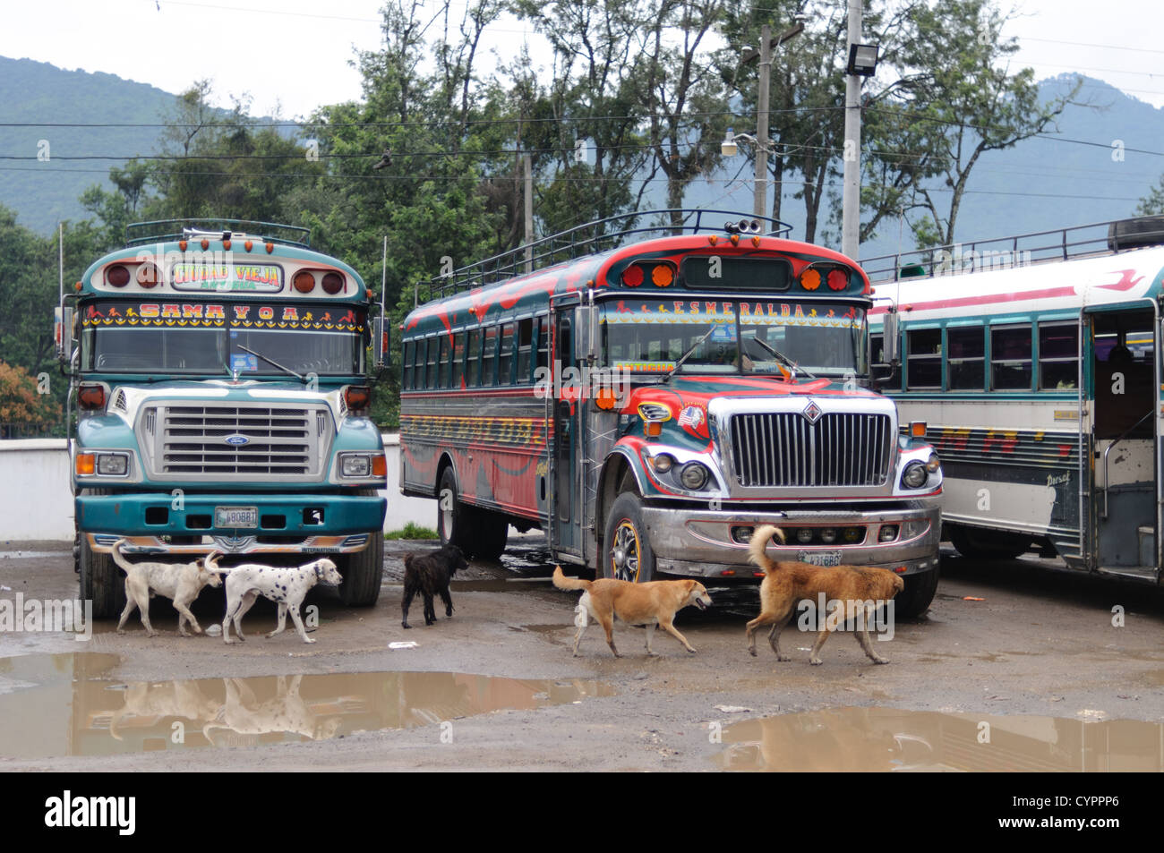 Eine Gruppe von Hunden Mühle rund um das Huhn Busse hinter dem Mercado Municipal (Stadtmarkt) in Antigua, Guatemala. Aus diesem umfangreichen zentralen Busbahnhof strahlenförmig der Routen in Guatemala. Oft bunt bemalt, die Huhn-Busse sind nachgerüsteten amerikanische Schulbusse und bieten ein günstiges Transportmittel im ganzen Land. Stockfoto
