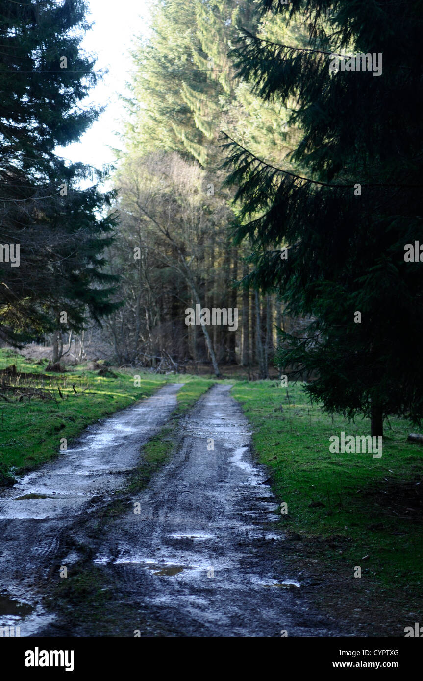 Einen schlammigen Trail-Pfad in der Landschaft umgeben von Bäumen und Rasen Stockfoto