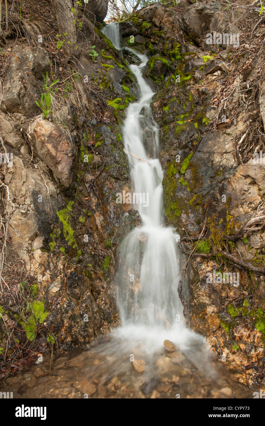 Kleine verliebt sich in eine Trailside Bach auf der Spur, Fish Creek Falls in der Nähe von Steamboat Springs, Colorado Stockfoto