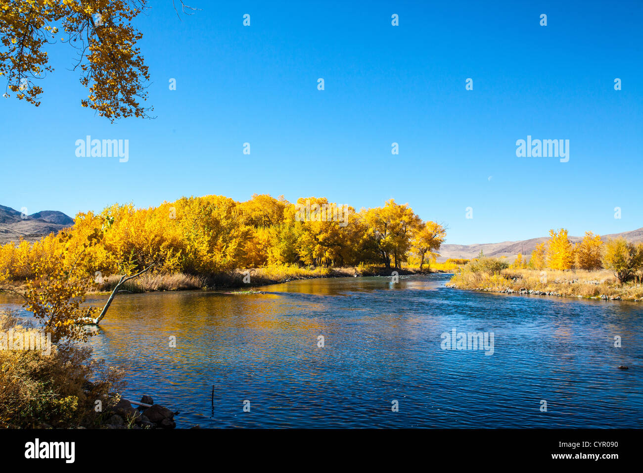 Herbstfarben entlang der Truckee River im nördlichen Nevada Stockfoto