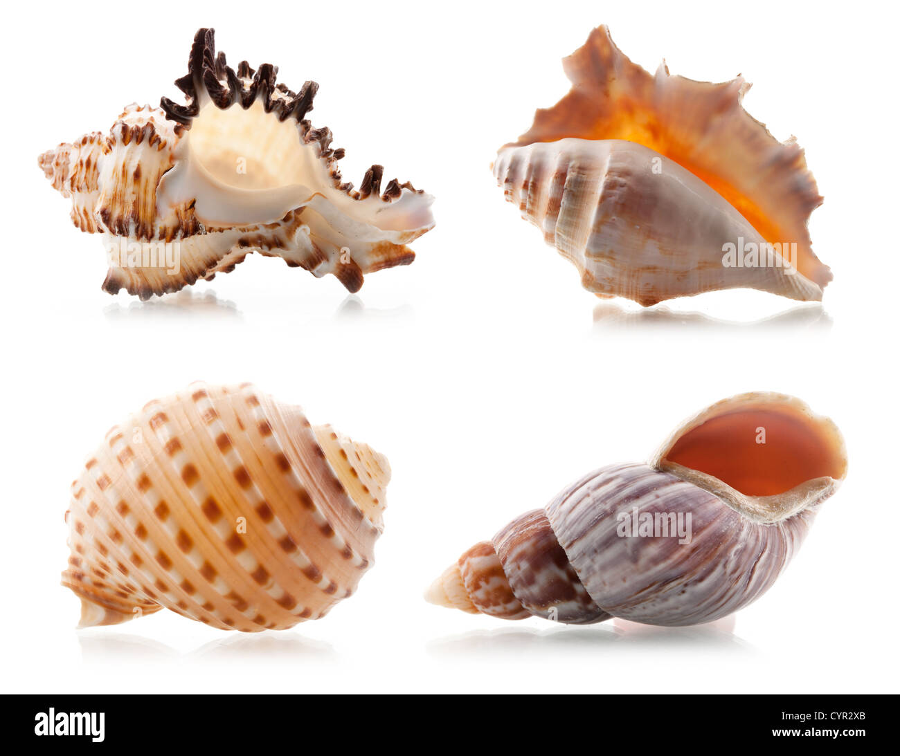 Vier Muscheln. Isoliert auf weißem Hintergrund Stockfoto